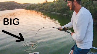 Multiple DAYTIME Flathead Catfish (Morning bite was on fire!)