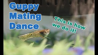 HOW GUPPIES FLIRT (Male Guppy Mating Dance)