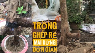 Trồng phôi - Ghép rễ phôi MAI RỪNG đơn giản. Những điều bạn cần biết | Ba Ford Bonsai