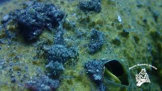 Juvenile Bearded Scorpionfish @AMED BUDDHA DIVING