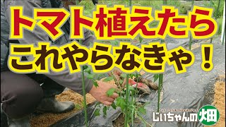 5月のミニトマト。トマト植えたらこれやらなきゃダメ！それは脇芽欠きと防除。駆除が難しいタバコガ対策は？5/1