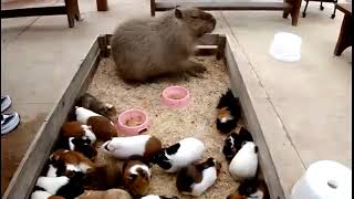 capybara farts on guinea pig's head