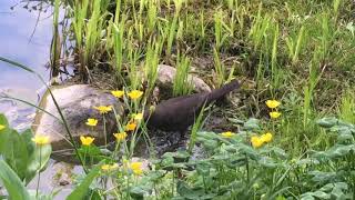 amsel am teich movie