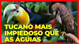 tucano comendo passarinho na cidade de São Paulo assustou moradores São josé dos campos a violencia