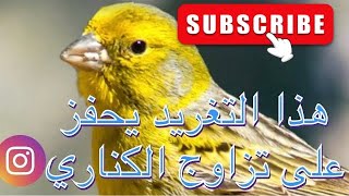 تغريد كناري لتحفيز الذكر و الأنثى على التزاوج #كناري #تحفيز #تزاوج_الكناري