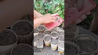 GROWING GRAPES FROM SEEDS #growing #grapes #asmr