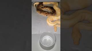 Pastel Clown X Albino #shortvideo #animal #reptile #short #shorts #shortsvideo #animalsvideo #snake