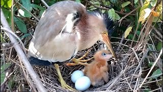 The Chicks Review Their food Parts Before Falling asleep in front of their mother