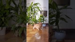 A Ginger Cat On The Floor #short #cat