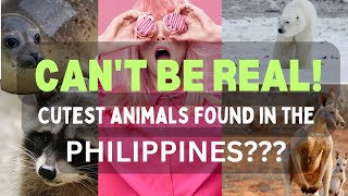 Unbelievable! does these animals really exists in the Philippines??? 🇵🇭