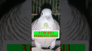 3 Ciri Asli Perkutut Urat #shorts #perkutut #burungperkutut #perkututurat #perkututlokal #viral