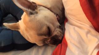 French Bulldog Wake Up Call