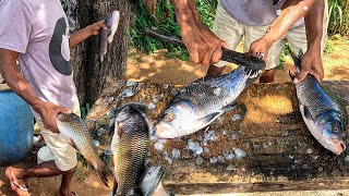 Wow!! Beautiful Fish | Most Expensive Carp Fish Cutting Skills 🔴 Live in Wild Place Fish Market