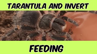 Tarantula and invert feeding