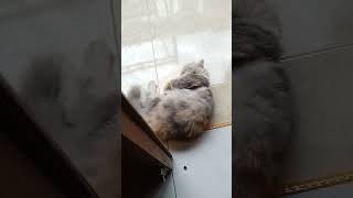 #VIDEOSHORTS #PECINTAKUCING #KUCINGLUCU