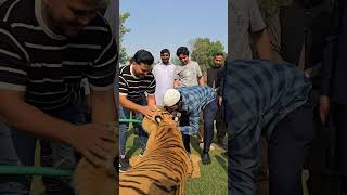 Son Of Doctor Zakir Naik with Bengal Tiger | Nouman Hassan |