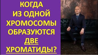 25. Когда из одной хромосомы образуются две хроматиды?