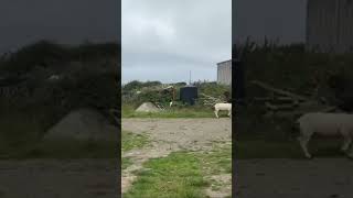 Here comes the farm hand - sheep herding skills