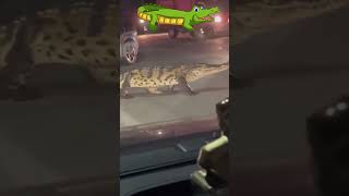 Crocodile walking leisurely on street