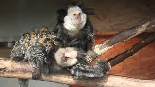 Geoffroy's Marmosets, Axe Valley Wildlife Park (15th March 2022)