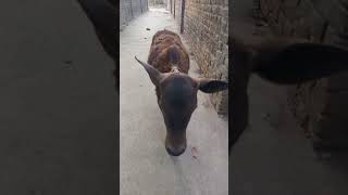 Calm Down #animals #animalshorts #cow #short