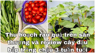 Thu hoạch rau quả trên sân thượng và review cây đậu bắp trồng chậu 3 tuần tuổi