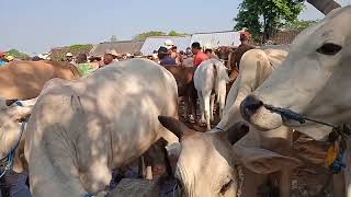 Hari Qurban !!.Hari panennya peternak sapi dan Kambing.