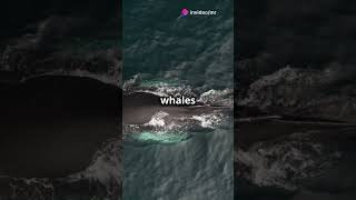 Whale Wonders Dive into the Deep! #animals #animal #whales #wildlife #nature #sea #ocean #shorts