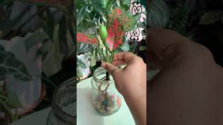 Growing Aglaonema in water | aglaonema water propagation | aesthetic plant growth ASMR #asmr