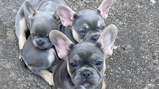 The French Bulldogs Puppies