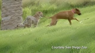 Cheetah and puppy play, cat steals $1,000 in seafood