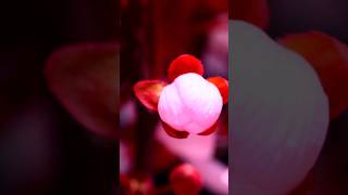 Most Satisfying Flower Blooming #shorts #stisfyingvideo #travel