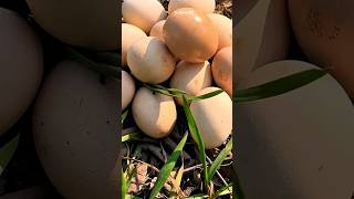 p563 | Balut eggs are super delicious #asmr #mukabang #funn