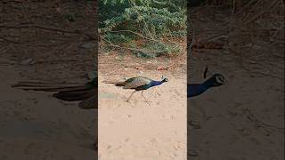 Peacock walking in Thar Desert #ytshorts #peacockShorts #ColourfulBirds #peacockBeauty #WildlifeLove