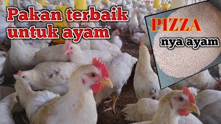 Pakan yang bagus untuk pertumbuhan ayam