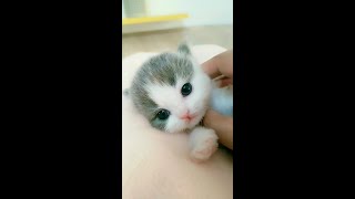 Cute Baby Cat #Shorts #kitten #pets