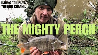 THE MIGHTY PERCH at FURNACE BROOK #perchfishing #predators #fishingtips #perch #prawns