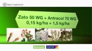 bayer zatoantracol HD