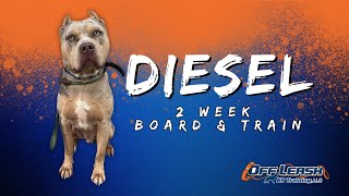 American Bully, 1y/o, "Diesel" | Incredible American Bully Obedience Training | Off Leash Spokane