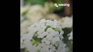 This video is from WeSing