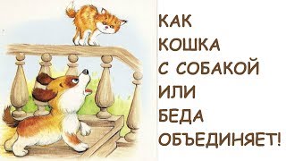 Как кошка с собакой/ Общая беда объединяет.