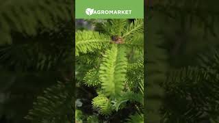 ХВОЙНІ САДЖАНЦІ | Вічнозелені красуні для ландшафтного дизайну | Agro-Market.ua #shorts