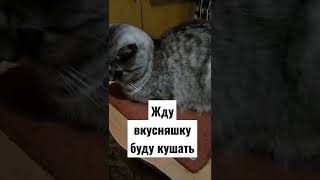 буду скоро кушать#кошкамуся ##