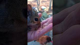 Tiny The Squirrel Eats A Snack From My Hand