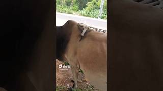 Bull Having extra leg|| Har Har Sambhuji🙏🏻 #bull #viral #trending #littlesparsh #animals