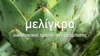 🌹 Μελίγκρα: 4 φυσικοί τρόποι αντιμετώπισης - Aphid Control: Get Rid of Aphids Naturally (Eng Subs)