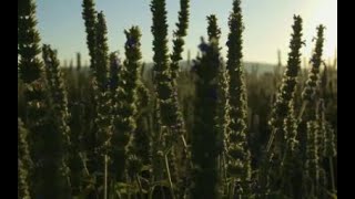 The Life Cycle of Chia Seeds | Modern Agricultural Planting and Harvesting of Salvia Hispanica Seeds