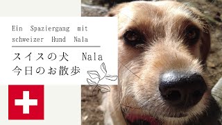 川/スイスの犬ナラ/今日のおさんぽ/Ein Spaziergang mit schweizer Hund Nala