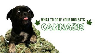 What to Do If Your Dog Accidentally Gets High - Cannabis and Canines Don't Mix.