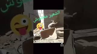 الشعير مغشوش